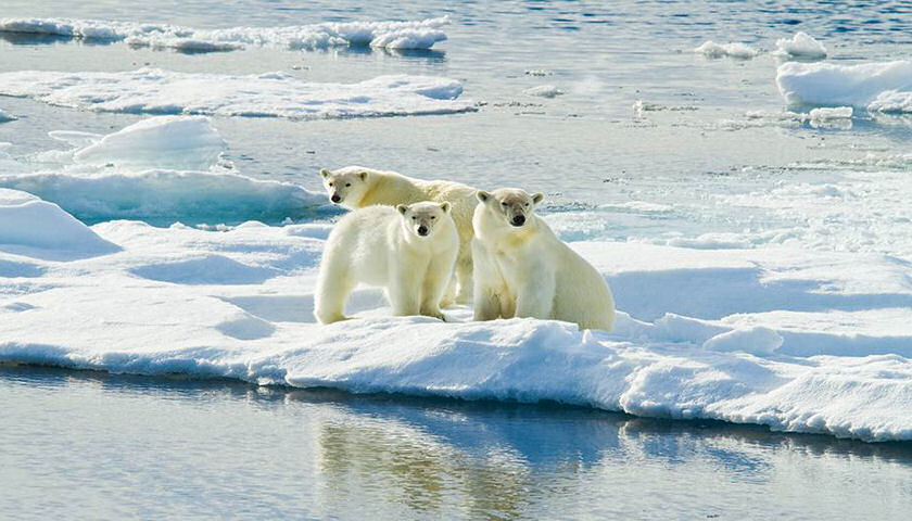 Arctic polar bears