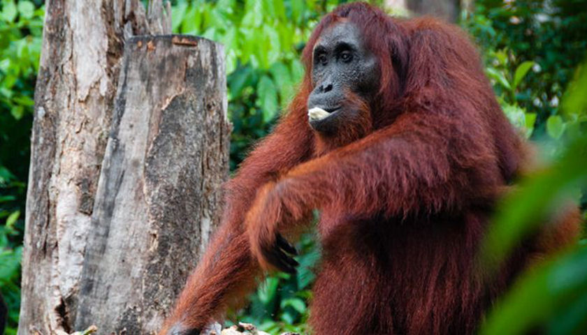 silversea camp leaky orangutans