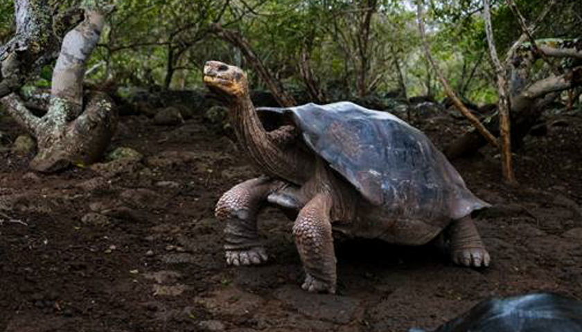 Silversea Galapagos turtle