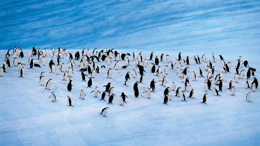 Antarctica penguins Silversea