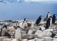 Viking Expedition Team Announces Discovery of New Penguin Colony in Antarctica