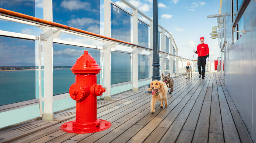 Cunard kennels